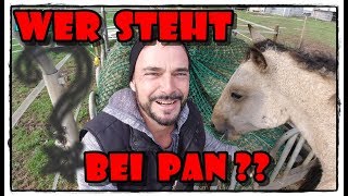 Wer steht bei PAN  Neues Pferd   Pferde Hoschi [upl. by Sarajane]