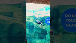 Baby Penguin 🐧🐧🐧 Turtle Back Zoo  West Orange  New Jersey  USA 🇺🇸 kidsvideo zoo [upl. by Evania]