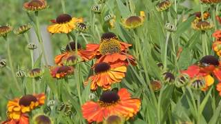 Helenium Sahins Early Flowerer [upl. by Cerelly]