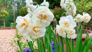 My Garden Diary  Potted Daffodils  Bridal Crown and Yellow Cheerfulness narcissus [upl. by Ybrik379]