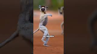 Sifaka Lemur are known for their powerful leaps lemur animals madagascar shorts [upl. by Ettegroeg666]