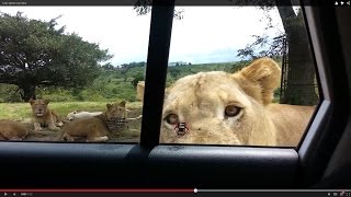 Lion opens car door [upl. by Eidac230]