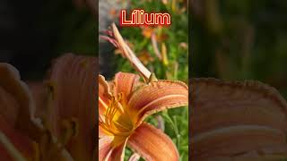 Lily lat Lílium is a genus of plants of the Liliaceae family Liliaceae [upl. by Job]