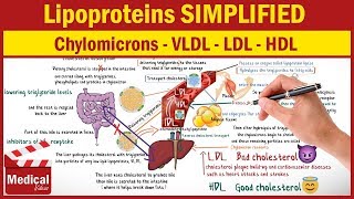 Pharmacology CVS 27 Lipoproteins Cholesterol amp What are Chylomicrons VLDL LDL and HDL [upl. by Nylidnam739]