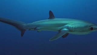 Thresher Sharks [upl. by Tiossem]