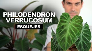 Philodendron VERRUCOSUM ¡me compro 4 ESQUEJES y los pongo a ENRRAIZAR [upl. by Gaulin]