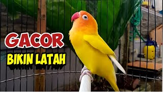 LOVEBIRD NGEKEK PANJANG Gacor BIKIN NYAUT LABET JENIS APAPUN BAKALAN LATAH IKUT NGEKEK BERSAUTAN [upl. by Ingelbert]