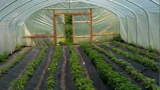 A short tour around Upton Cheyney Chilli Co poly tunnels [upl. by Nairehs]