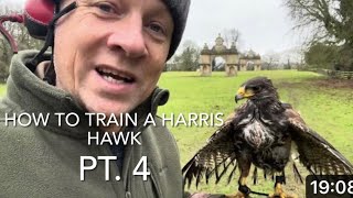 Pt 4 HOW TO TRAIN A HARRIS HAWK the run up to creance work [upl. by Ahseen]