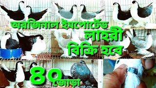 কবুতর কিনুন সর্বকালের সেরা কোয়ালিটি লাহরী সিরাজি কবুতর ইমপোর্টেড কবুতর সহ ৪০ জোড়া কবুতর বিক্রি হবে [upl. by Schiffman]