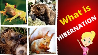 What is Hibernation  Hibernation for kids [upl. by Ahsyle]