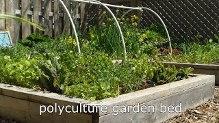 Confuse Garden Pests with Polycultures [upl. by Icul]