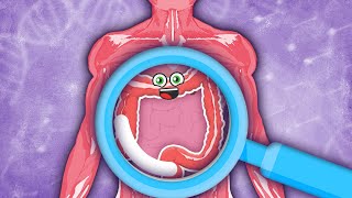 How YOUR Large Intestine Works  KLT Anatomy [upl. by Eissed603]