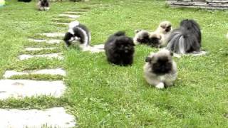 Pekingese puppies in the garden [upl. by Nyraa]