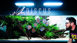 Wonderful Planted Aquarium With Discus Fish And Lots Of Green [upl. by Tucky744]