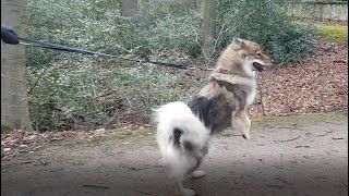 Eurasier Leinenführigkeit Orientierung am Menschen durch faire körpersprachliche Kommunikation [upl. by Iene731]