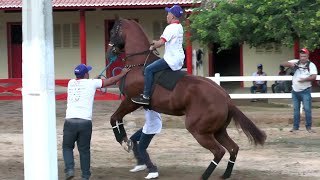 Animais que Correram o VX GP HARAS PRIMAVERA 2022 corrida de Cavalos  CanidéCE [upl. by Peria]