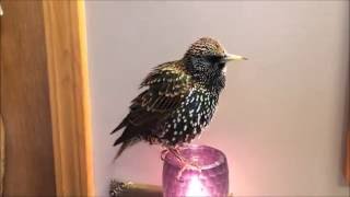 European Starling mimics words quotTalkingquot Starling [upl. by Elrae]