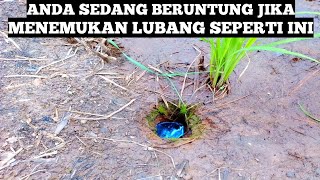 Ternyata Masih Ada Belut Sawah Sebesar Ini Di Kalimantan Mancing Belut Monsters [upl. by Peednama]