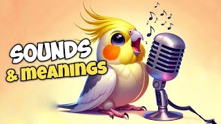 Cockatiel Sounds and Their Meanings [upl. by Nitniuq400]