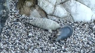 13 day old seal pup suckling [upl. by Kanter]