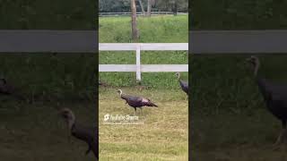 4 Large Wild Turkeys [upl. by Leiahtan]