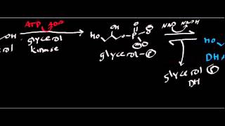 Biochemistry  Glycerol Catabolism [upl. by Pan]