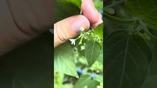 Native plant to the south eastern USA Solanum americanum [upl. by Atrebla]