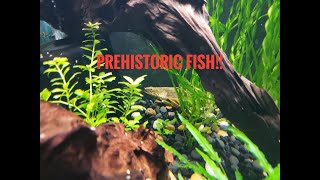 75 gallon planted bichir tank [upl. by Nayhr]