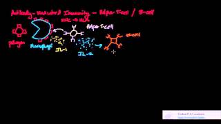 Specific Immunity Antibody Mediated Immunity [upl. by Snoddy]