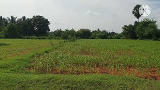 Agricultural land sale 950 acre onroad property [upl. by Accire138]