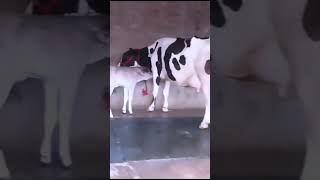 Chopra dairy farm village samora Karnal Haryana cow for sale 9416217681 [upl. by Marthena]