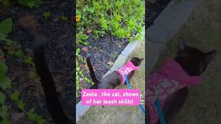 Zeeta the cat shows of her leash skills cat purrfectlyadorable catleash [upl. by Adeys89]