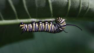 Young Monarch Butterfly Caterpillars on Milkweed [upl. by Mendie]