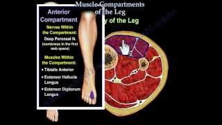 Muscle Compartments Of The Leg  Everything You Need To Know  Dr Nabil Ebraheim [upl. by Nolrev]