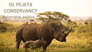 The Ol Pejeta Conservancy [upl. by Grew946]