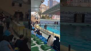 Dolfin show in Jeddah [upl. by Ahtamas]