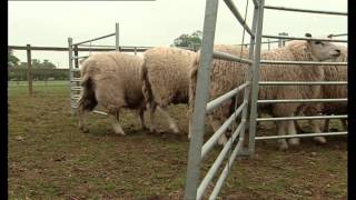 Big Barn Farm  Herding Sheep [upl. by Phionna798]