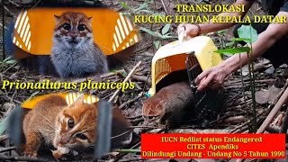 Akhirnya Kucing Hutan Kepala Datar  Prionailirus planiceps  kembali ke Habitatnya [upl. by Loginov596]