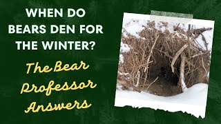 When do black bears go into Hibernation  Bernie the Bear Professor Answers [upl. by Beitz]