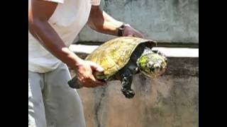 Erymnochelys madagascariensis [upl. by Stephannie960]