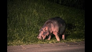 Tremendo susto dos hipopótamos se atravesaron en vía de Doradal Antioquia [upl. by Palermo]