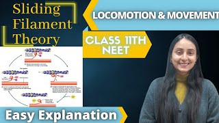 Sliding Filament Theory  Class 11 BIOLOGY  NEET📚 [upl. by Hadrian]