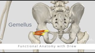 Functional Anatomy  Gemellus Superior and Inferior [upl. by Aehcsrop388]