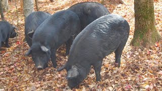 Mulefoot Pigs  Endangered Superforagers [upl. by Eramat986]