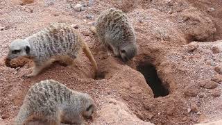 Meerkats digging in ground [upl. by Elin]