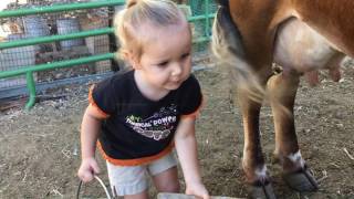 How to Milk a Cow 2 yr Old Baby Emma Milks the Family Cow All By Herself [upl. by Vic]