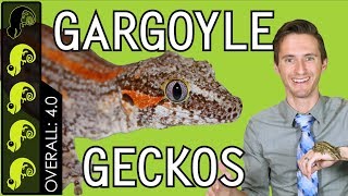 Gargoyle Gecko The Best Pet Reptile [upl. by Yun]