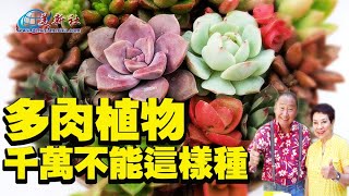 多肉植物千萬不能這樣種！ [upl. by Akimal]