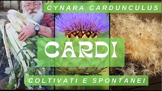 Cardo Cynara cardunculus [upl. by Alexandro]